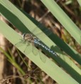 /album/my-local-birding-gallery/migrant-hawker-thornhill-wetlands-jpg/